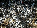 Sea shore sea shells